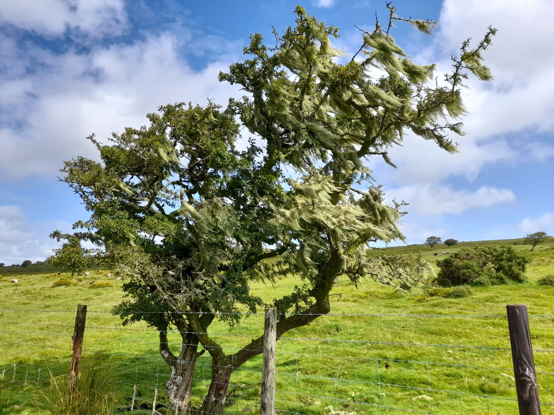 A windswept moorland tree